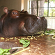Illustration for article titled A Hippopotamus Isnt the Most Practical Family Pet Ive Seen